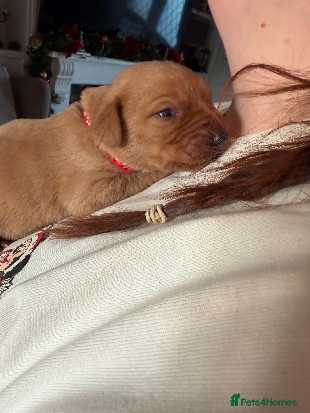 Labrador Retriever dogs for sale: KC Reg Labrador Puppies (mix of Red/blonde) - Advert 8