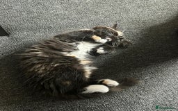 British Longhair cats for sale: Female kitten - Image 3
