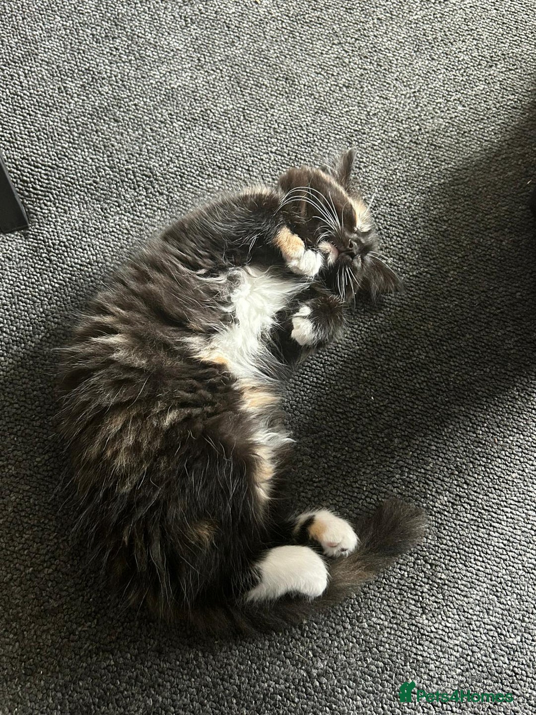 British Longhair cats for sale: Female kitten - Image 3