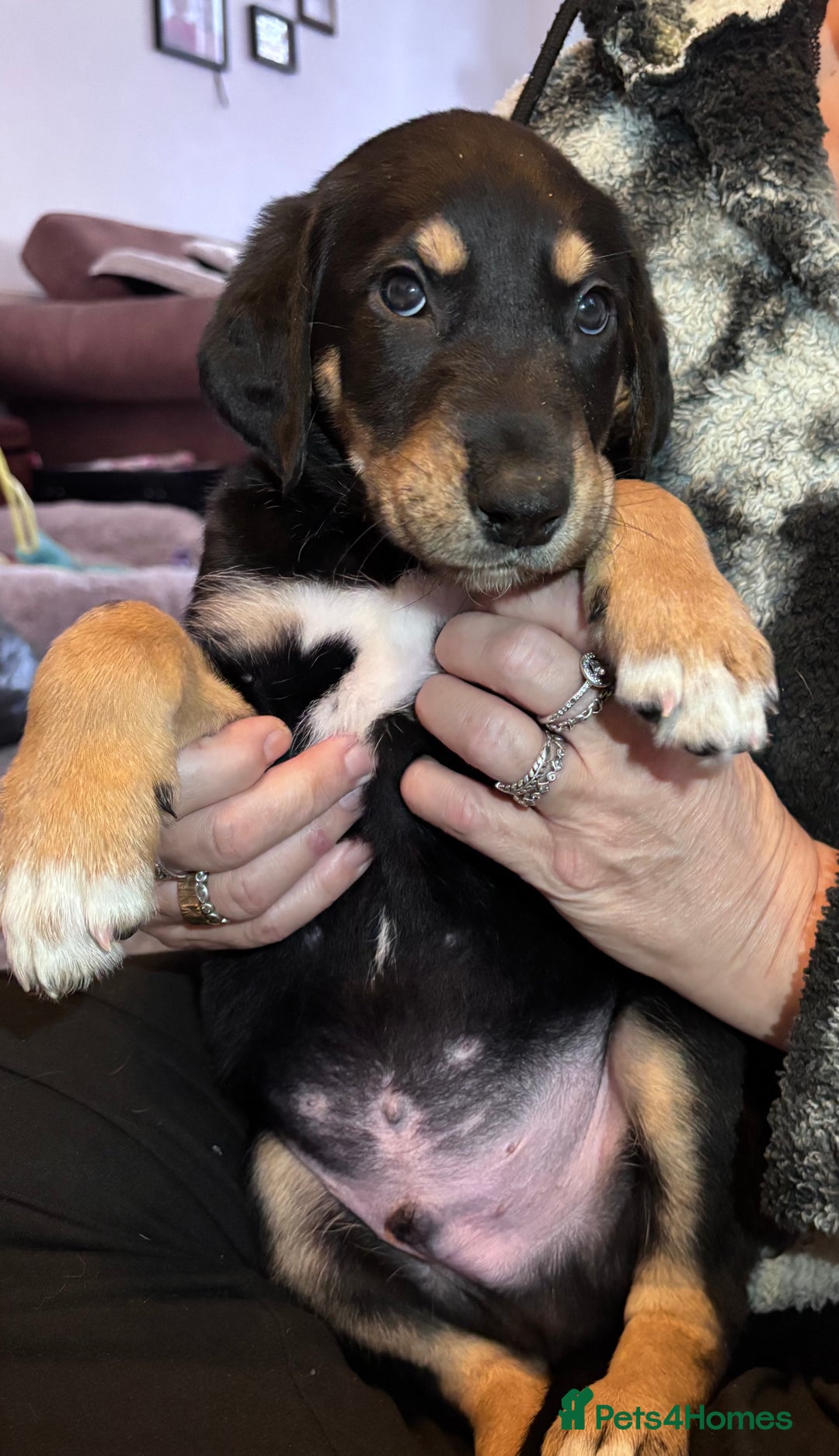 Mixed Breed dogs for sale: SalukiX⭐️ ONLY 4 Left ! READY TO GO  - Advert 12