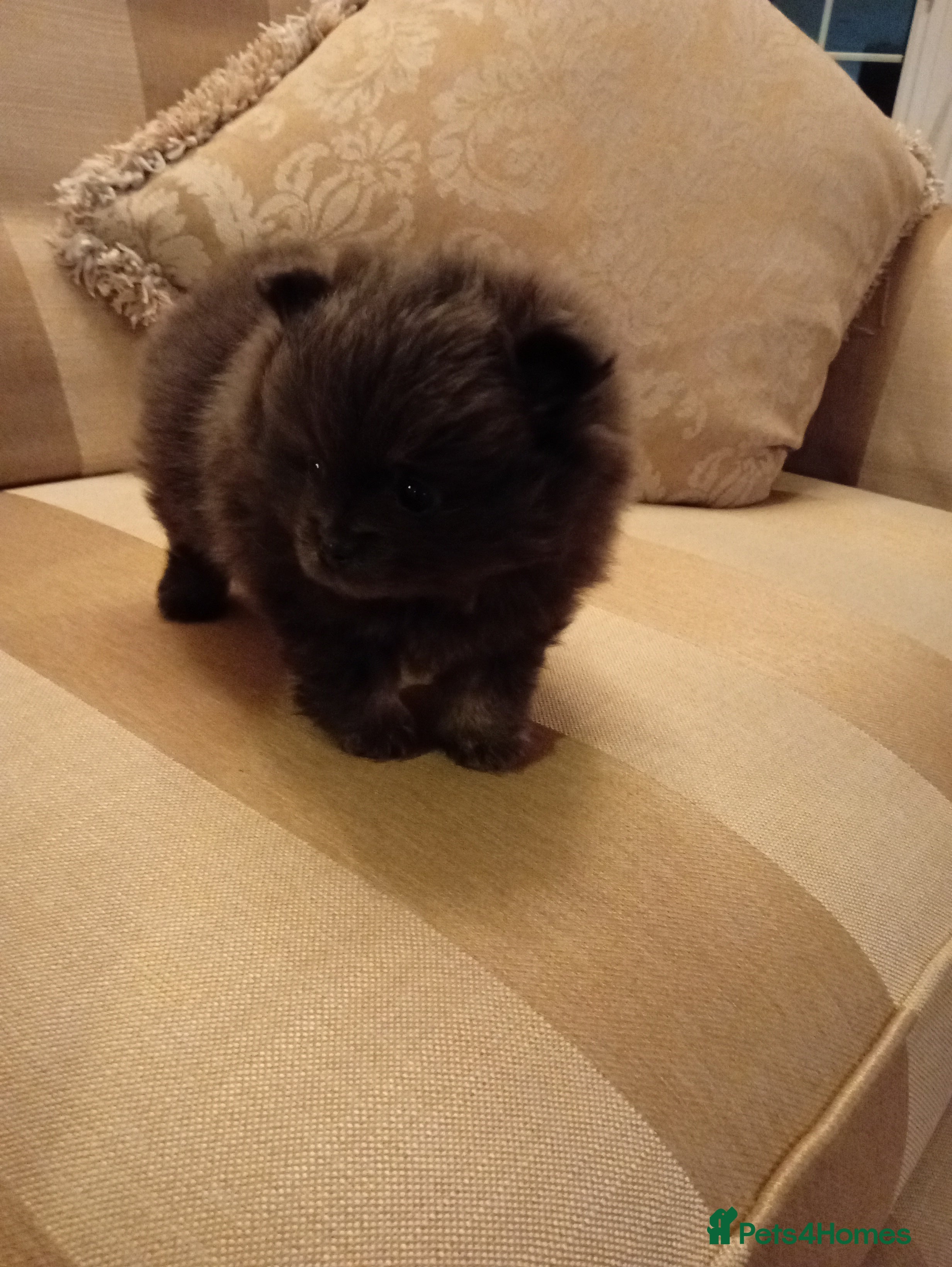 Pomeranian dogs Blue girl pomeranian - Advert 12