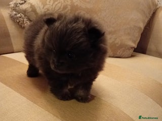 Pomeranian dogs Blue girl pomeranian - Advert 6