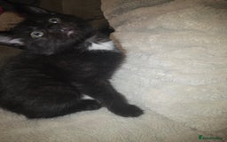 Mixed Breed cats for sale: 3 kittens for sale - Image 5