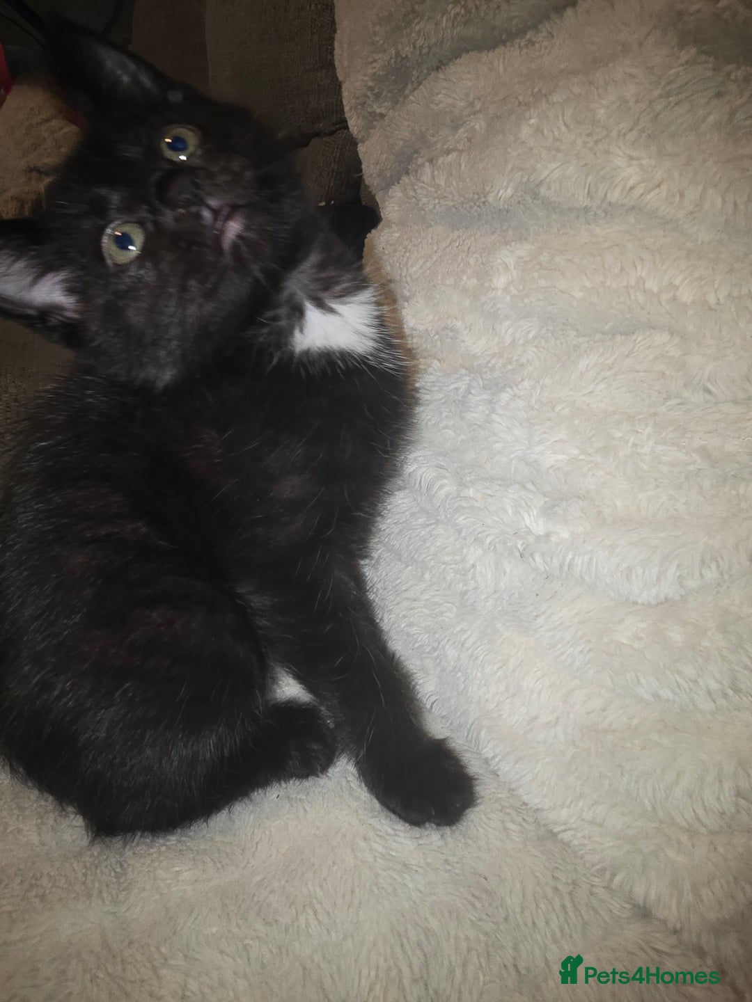 Mixed Breed cats for sale: 3 kittens for sale - Image 5