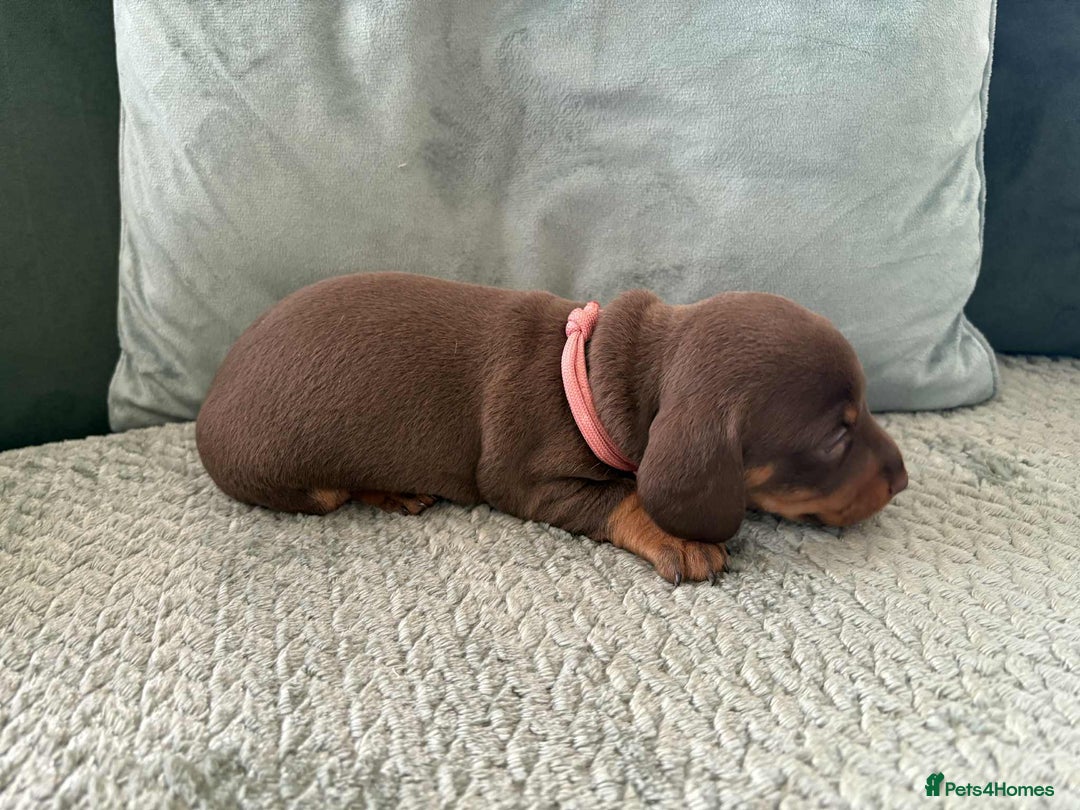 Miniature Dachshund dogs for sale: Mini Dachshund puppies   - Image 7