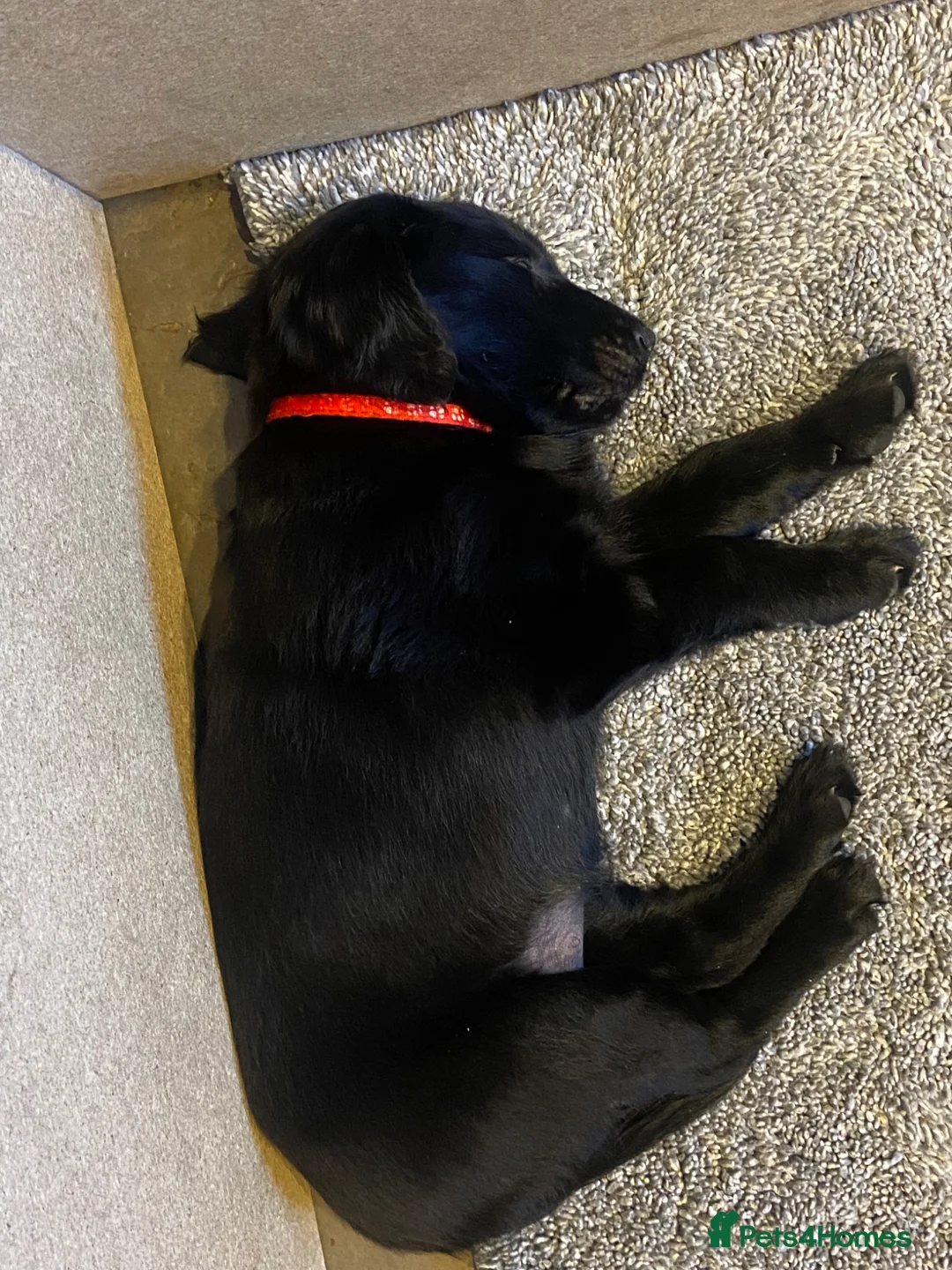 Flat coated Retriever dogs for sale: Flat coated retriever  - Advert 7