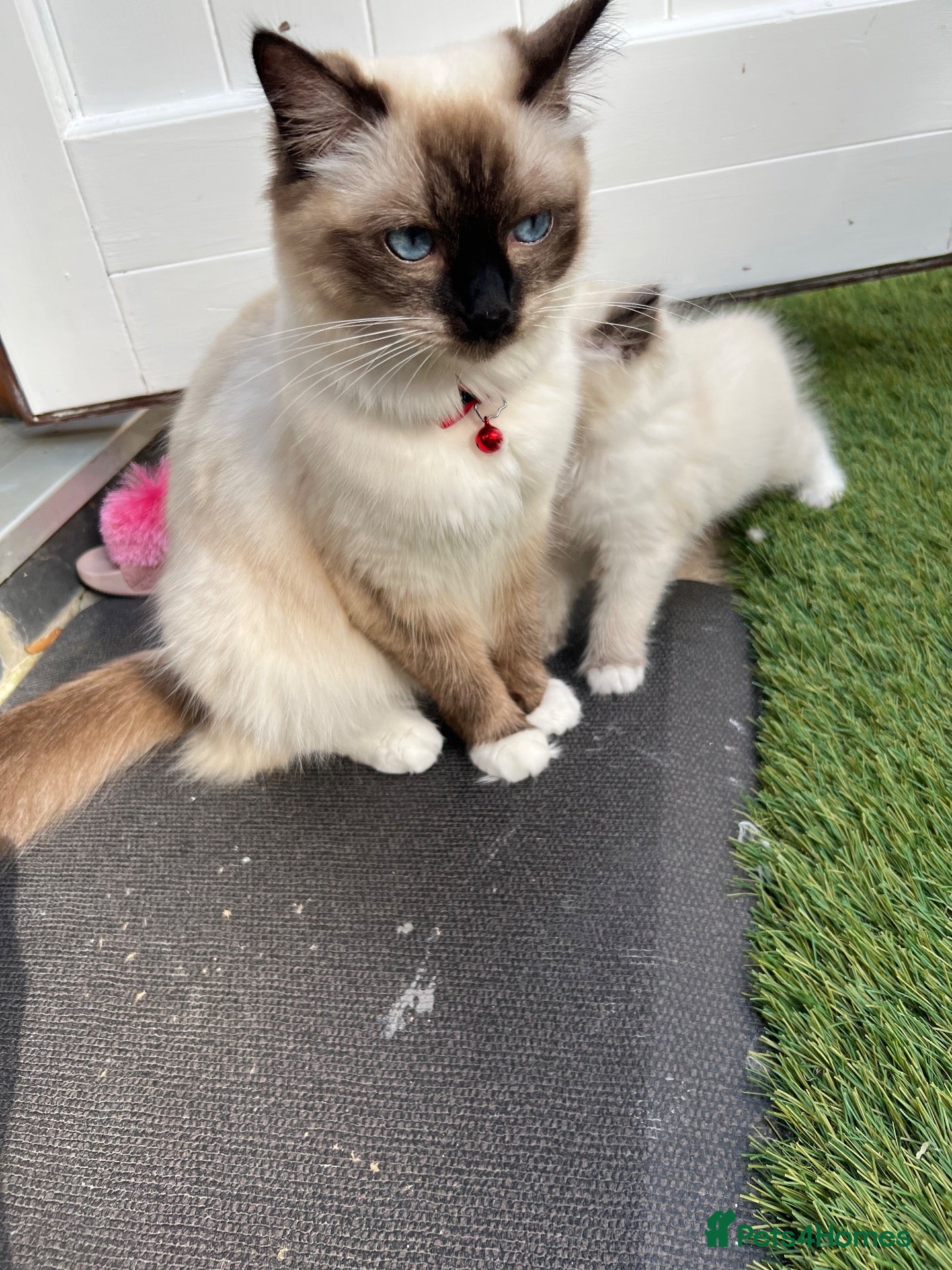 Ragdoll cats Ragdoll kittens  - Advert 2