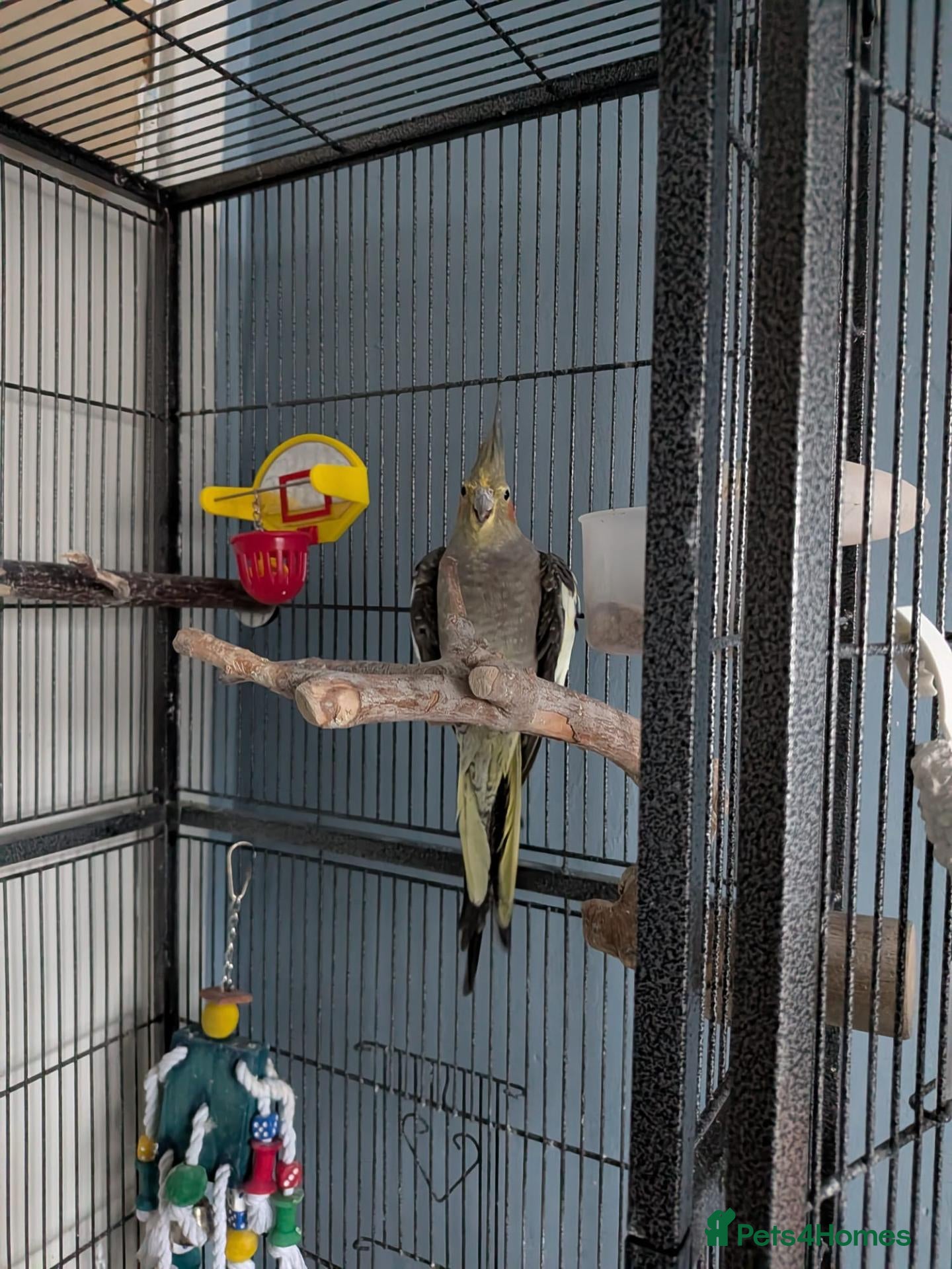 Cockatiels birds for sale: Terry - Advert 1