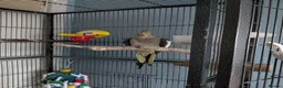Cockatiels birds for sale: Terry in Bonnybridge - Advert 1