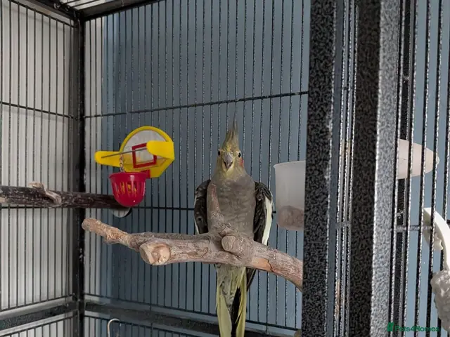 Cockatiels birds for sale: Terry - Advert 1