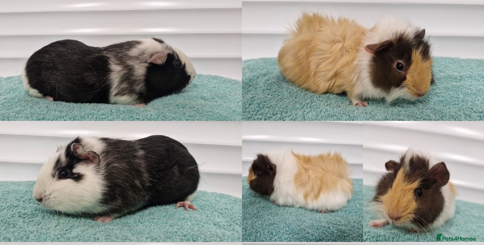 Guinea Pig rodents Pair of female baby guinea pigs   - Advert 8