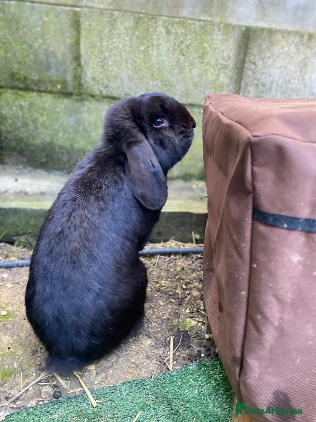 French Lop rabbits for sale: Beautiful French lop boy  - Advert 2