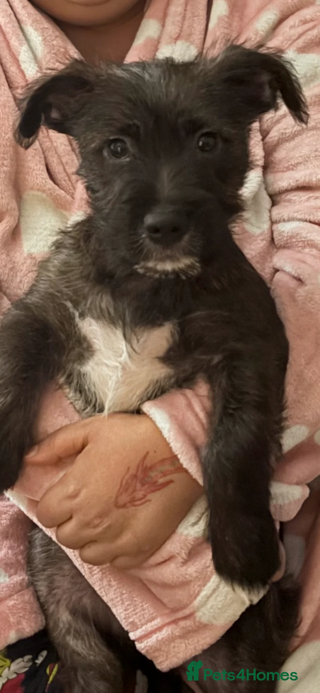 Mixed Breed dogs for sale: Jack Russel terrier  in Derby - Advert 2