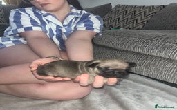 French Bulldog dogs for sale: French bulldog pups  - Image 6