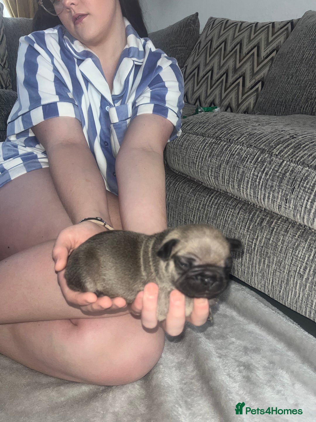 French Bulldog dogs for sale: French bulldog pups  - Image 6