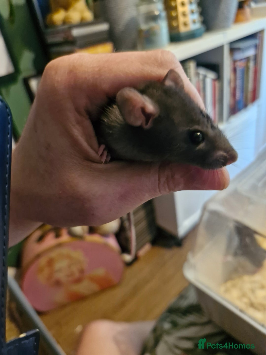 Rat rodents for sale: 6 beautiful Female Rats - Image 4