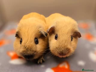 Guinea Pig rodents X3 Californian Boars £35 each - Advert 16