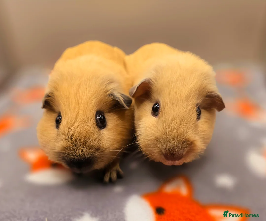 Guinea Pig rodents for sale: X3 Californian Boars £35 each - Advert 1