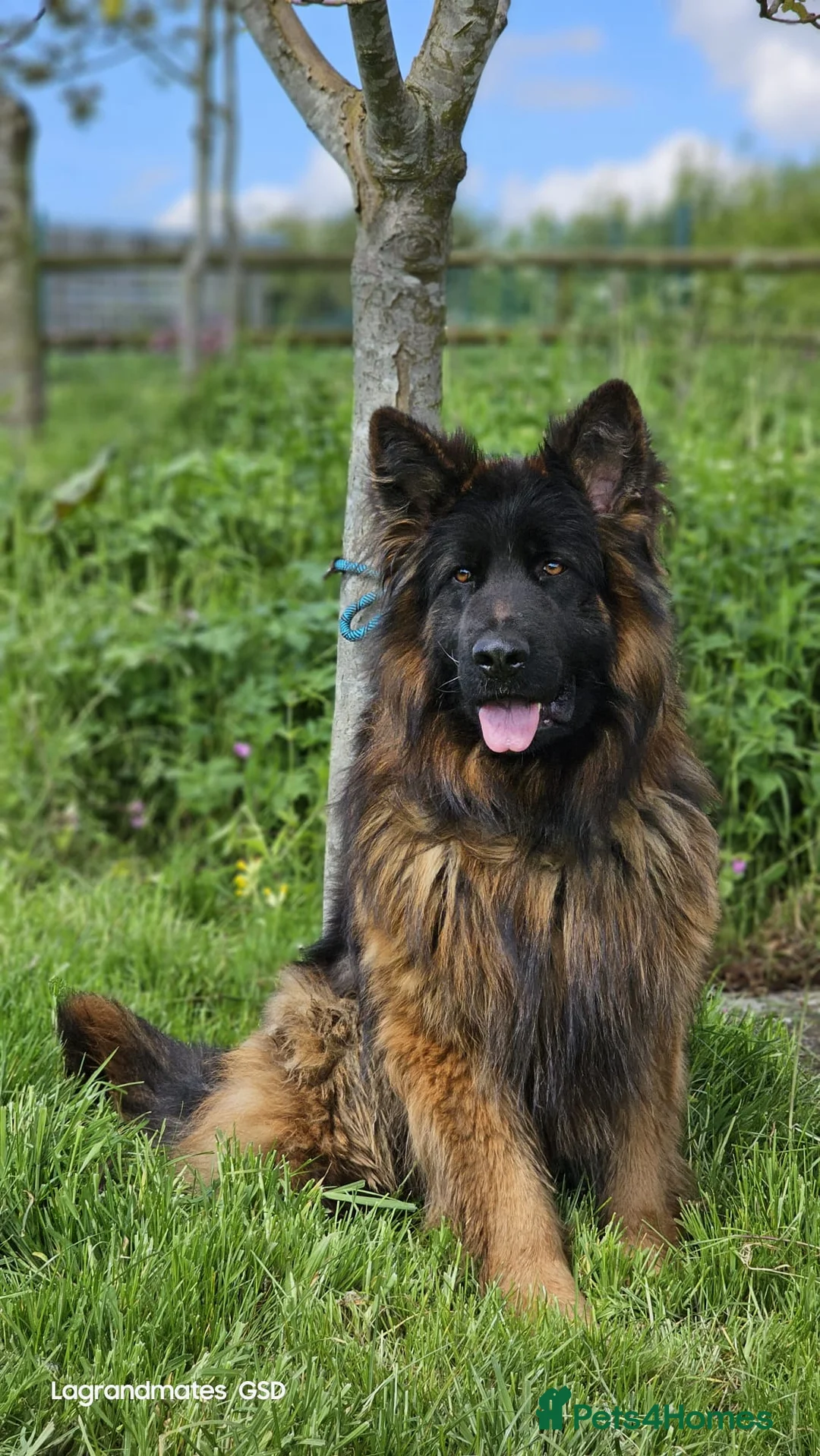 German Shepherd dogs for stud: ⭐️KC health Tested proven LUX⭐️ in Leicester - Advert 6