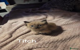 Ragdoll cats for sale: Beautiful Ragdoll Kittens - Image 18