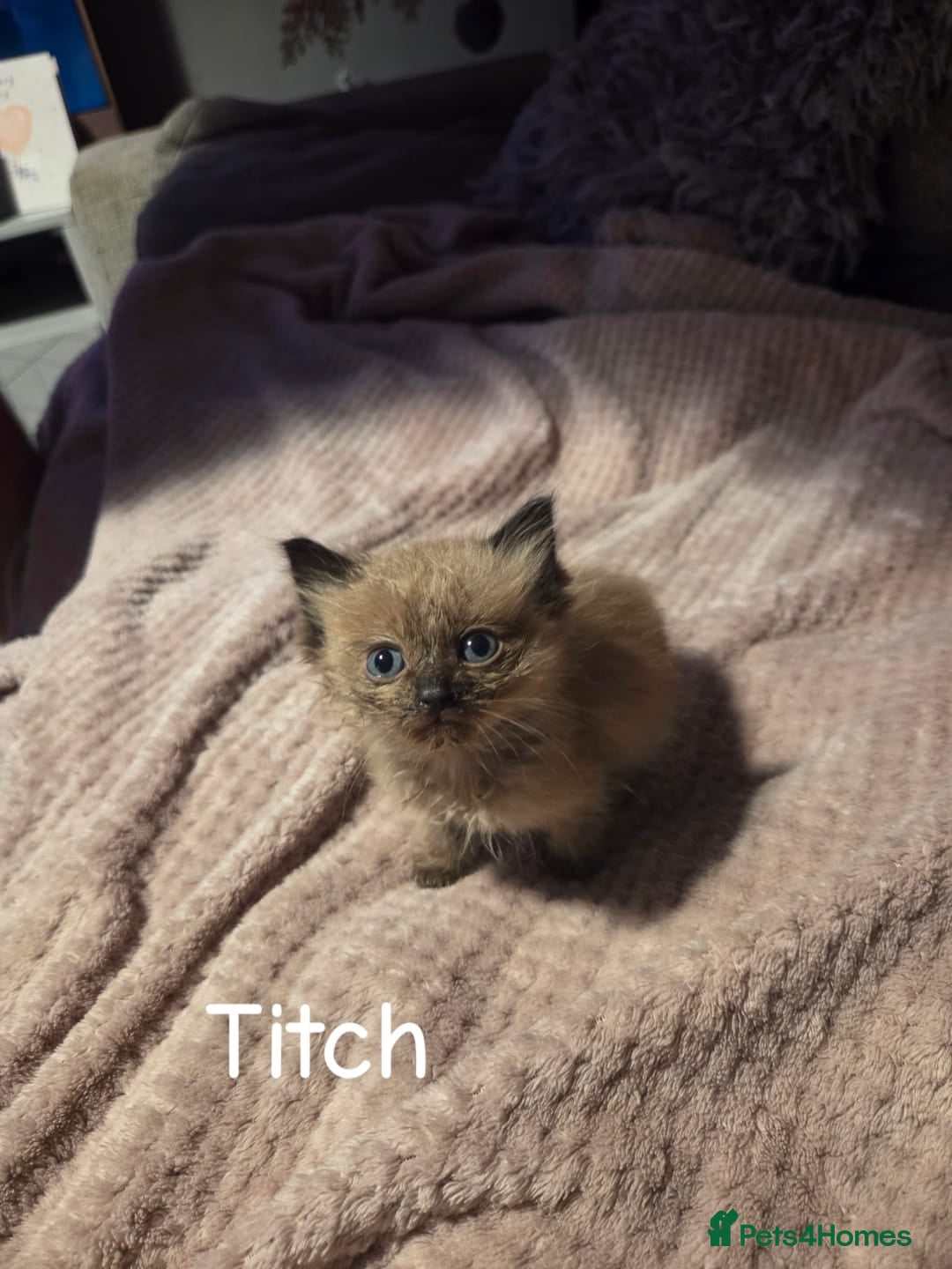 Ragdoll cats for sale: Beautiful Ragdoll Kittens - Image 18