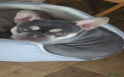 French Bulldog dogs for sale: Rehome of 1 year old female French Bulldog - Image 6