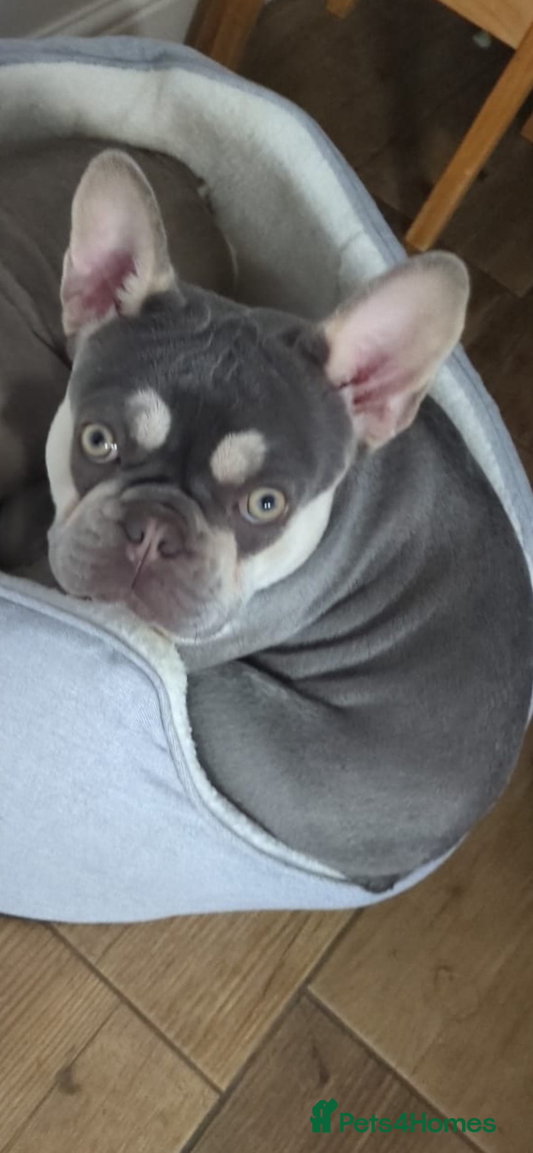 French Bulldog dogs for sale: Rehome of 1 year old female French Bulldog - Image 6