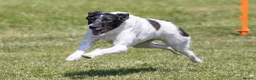 Whippet dogs for sale: Whippet cross  - Advert 11
