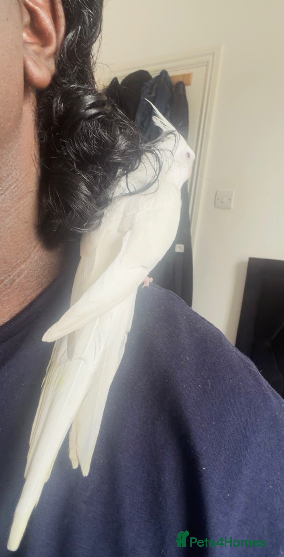 Cockatiels birds Hand Reared Abino Baby Cockatiel - Advert 1