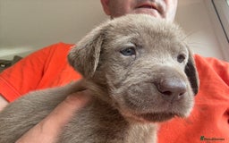 Labrador Retriever dogs for sale: Outstanding KC Registered Silver Labrador Puppies - Image 9