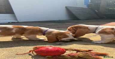 Basset Hound dogs - Advert 8
