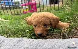 Labradoodle dogs for sale: Health tested chunky and fluffy labradoodles  - Image 10