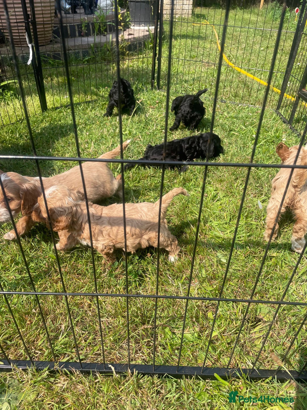 Cockapoo dogs for sale: Beautiful show cockapoo puppies - Image 2