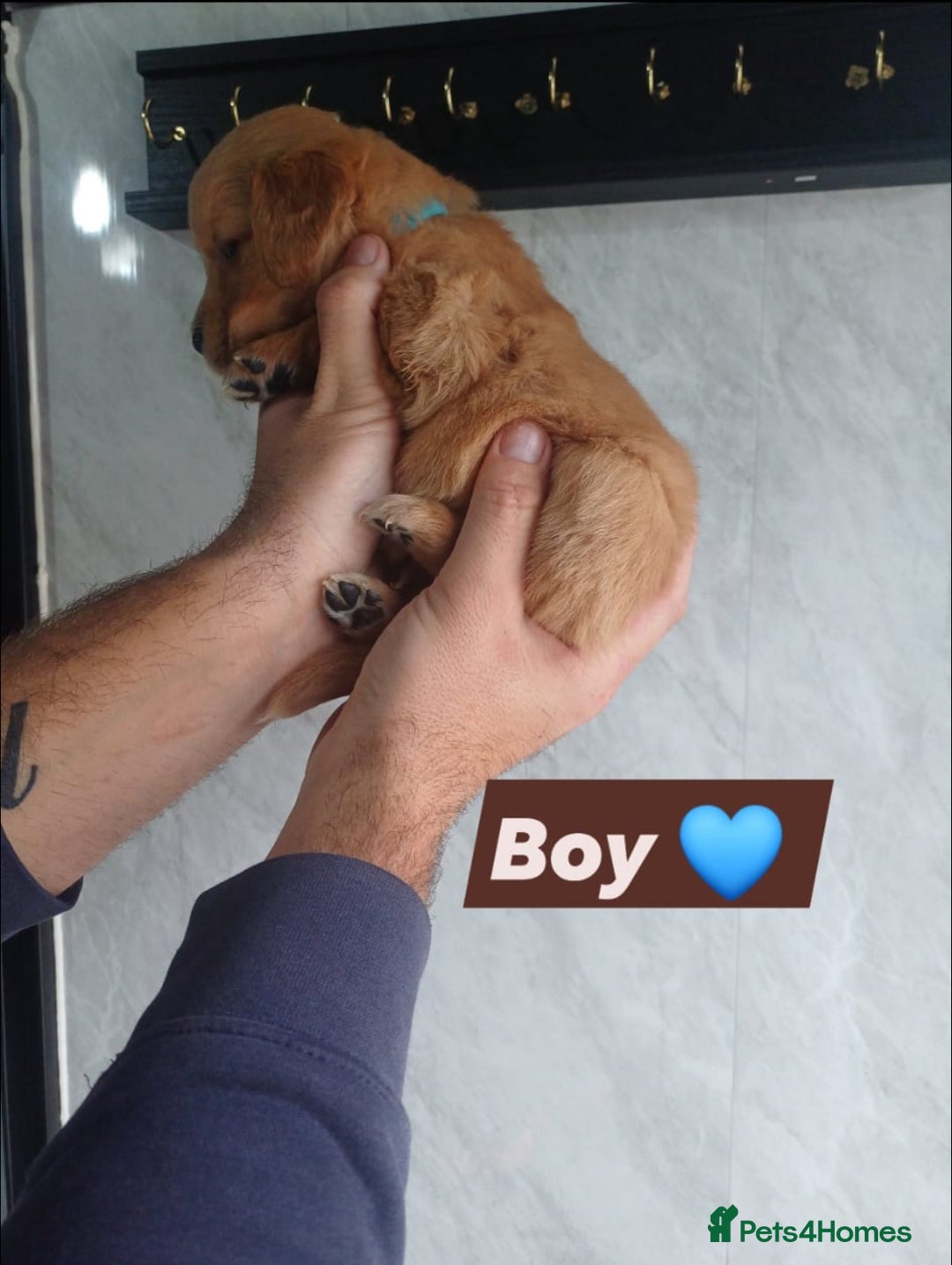 Labrador Retriever dogs for sale: READY TO LEAVE NOW KC registered golden retrievers - Advert 9