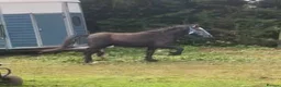 Welsh Section C horses for sale: Welsh x cob  - Advert 3