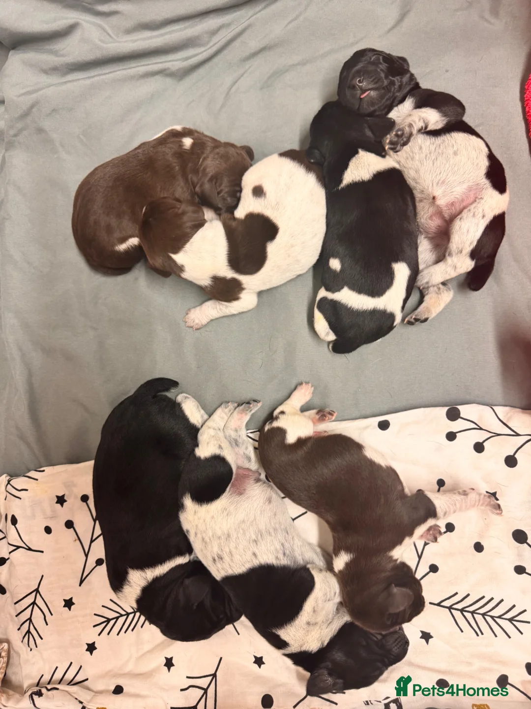 German Shorthaired Pointer dogs for sale: KC registered German shorthairs pointers for sale  - Advert 2