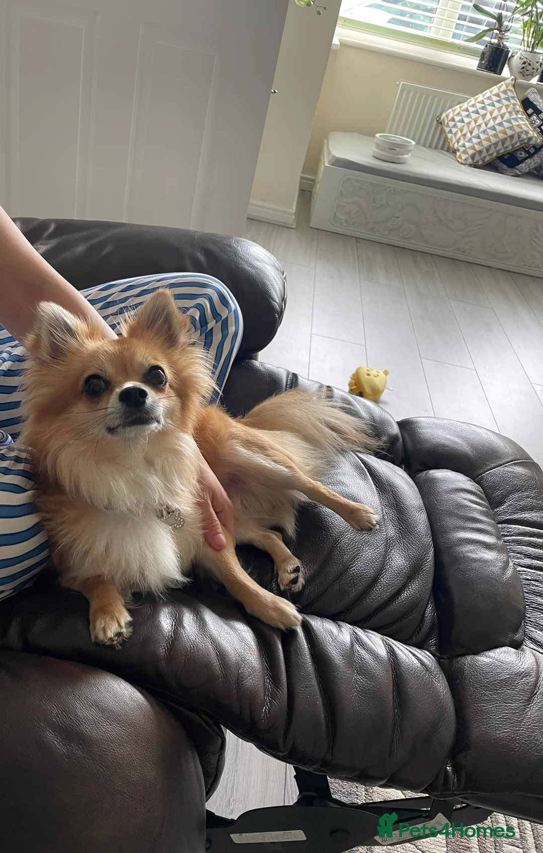 Chihuahua dogs for stud: Long Haired Chihuahua for Stud - Advert 3