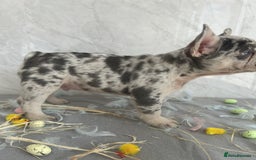French Bulldog dogs for sale: *REDUCED* Fluffy Carrier French Bulldog - Image 4
