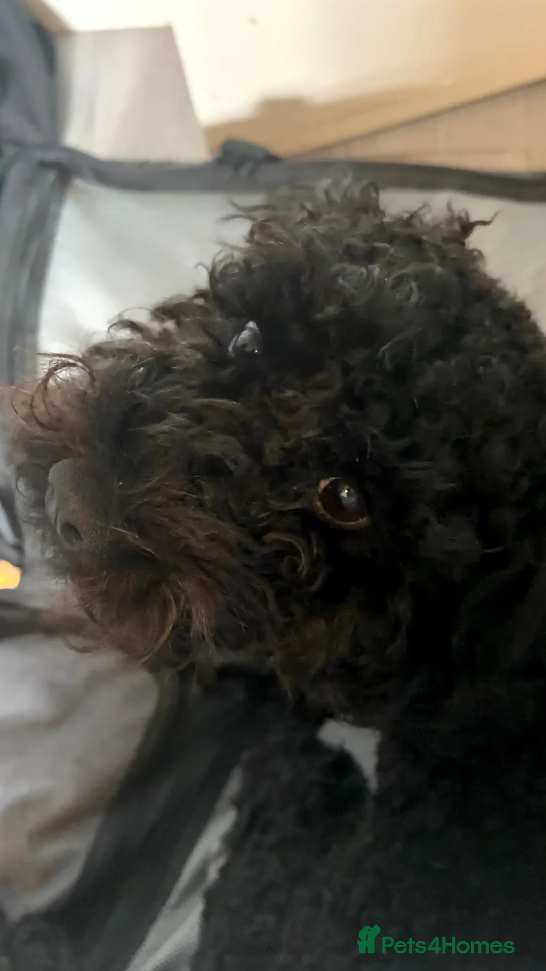 Cockapoo dogs for stud: Trying to breed my black miniature cockapoo  in Sawbridgeworth - Advert 2