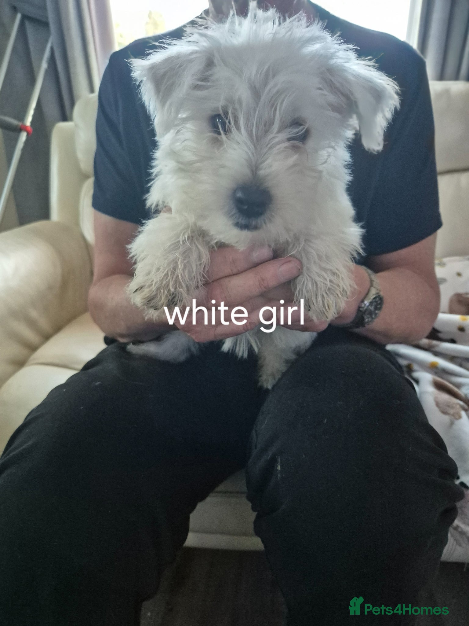 West Highland Terrier dogs Westie boys & girls ready now - Advert 2