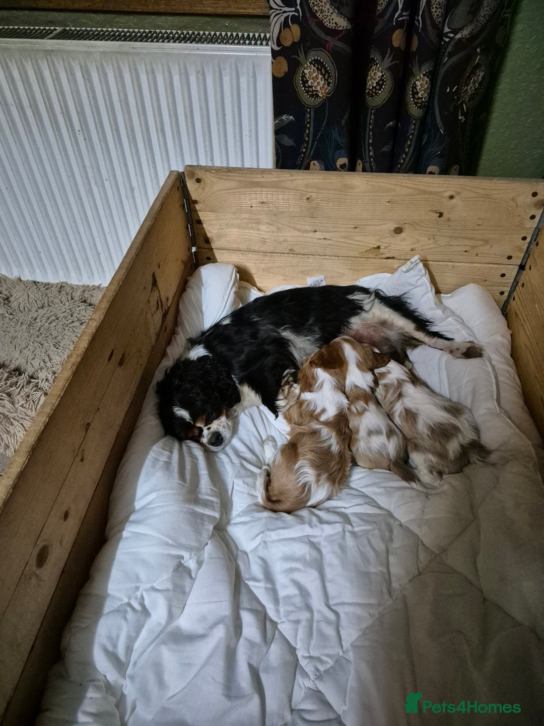 Cavalier King Charles Spaniel dogs for sale: Blenheim Cavalier King Charles spaniel puppies  - Image 9