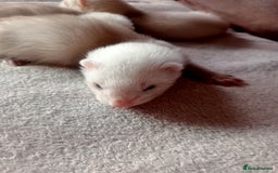 Ferret rodents for sale: 3 sandy hobs ferrets  - Image 2