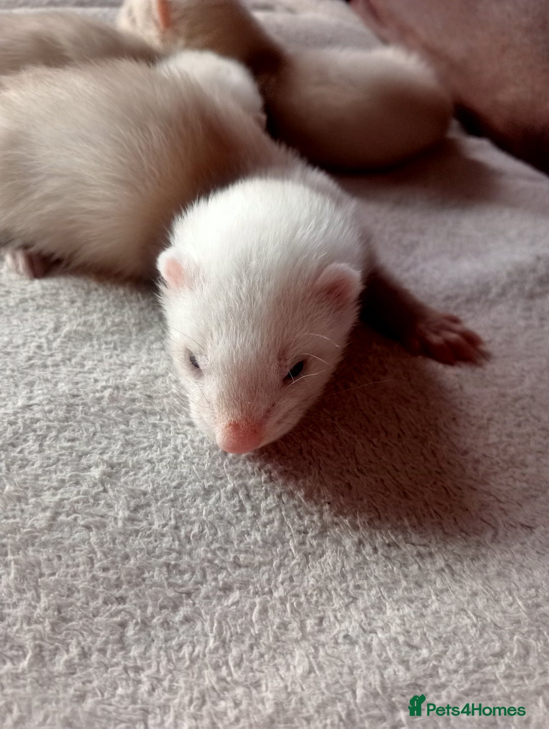Ferret rodents for sale: 3 sandy hobs ferrets  - Image 2
