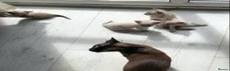 Tonkinese cats for sale: Tonkinese kittens ready now - Advert 5