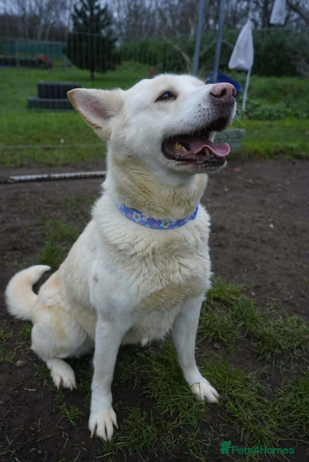Akita dogs for adoption: Mitzi - Advert 9