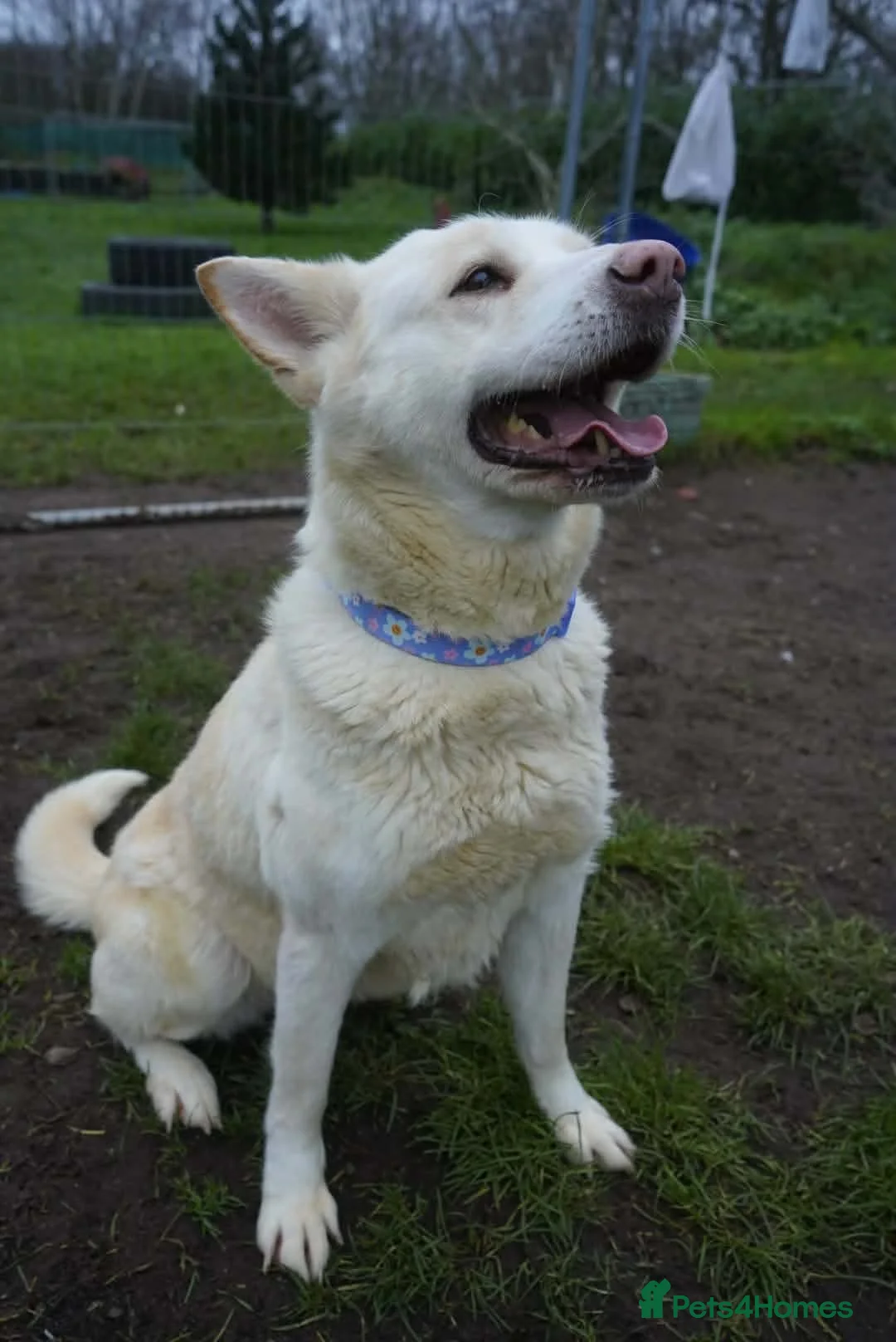 Akita dogs for adoption: Mitzi - Advert 9