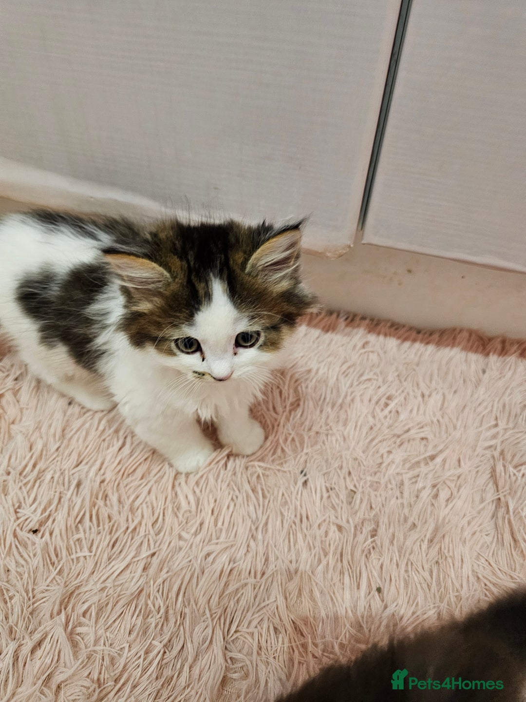 Mixed Breed cats for sale: Persian Chinchilla Cross Kittens - Image 34
