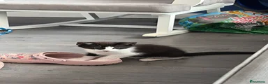 Togo (Black and White Male Kitten), Searra (Female), Banin (black Male Kitten)