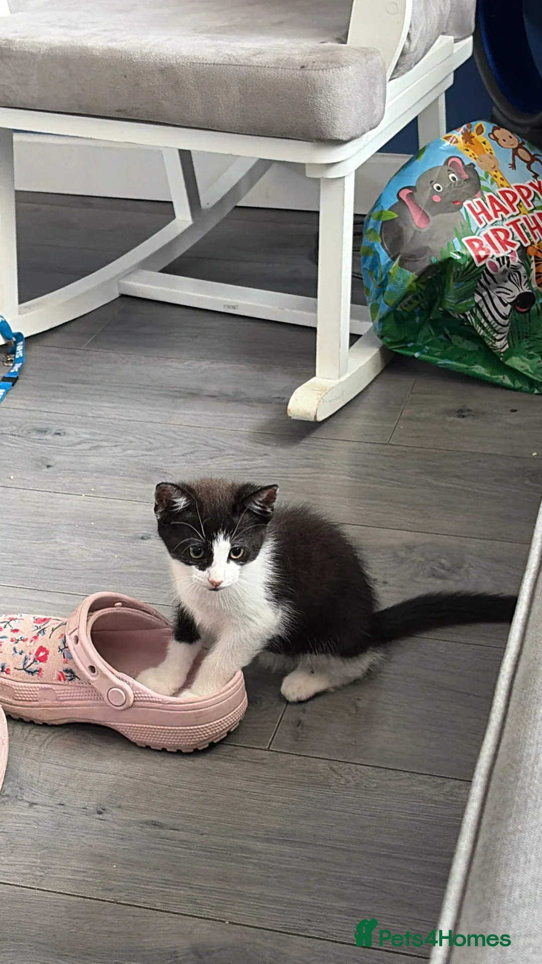 Mixed Breed cats for sale: 3 Beautiful Kittens Waiting For You.  in London - Advert 2