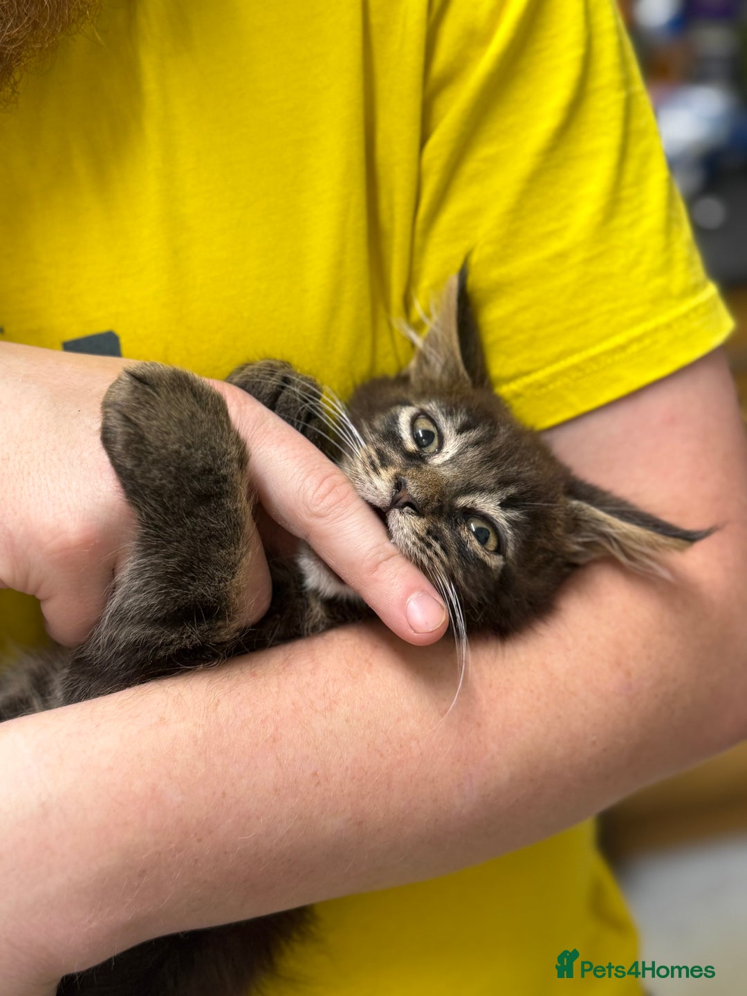 Maine Coon cats for sale: Three lovely Maine Coon babies - Advert 8